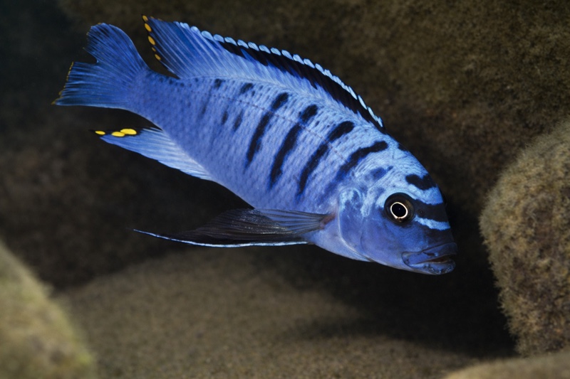 Maylandia fainzilberi 'Chiwindi'